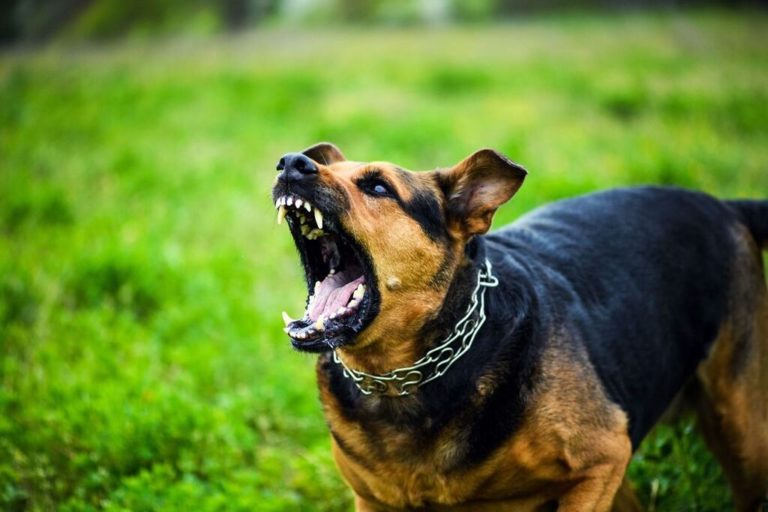 What are the Typical Settlement Amounts for Dog Bite Lawsuits? - Harris